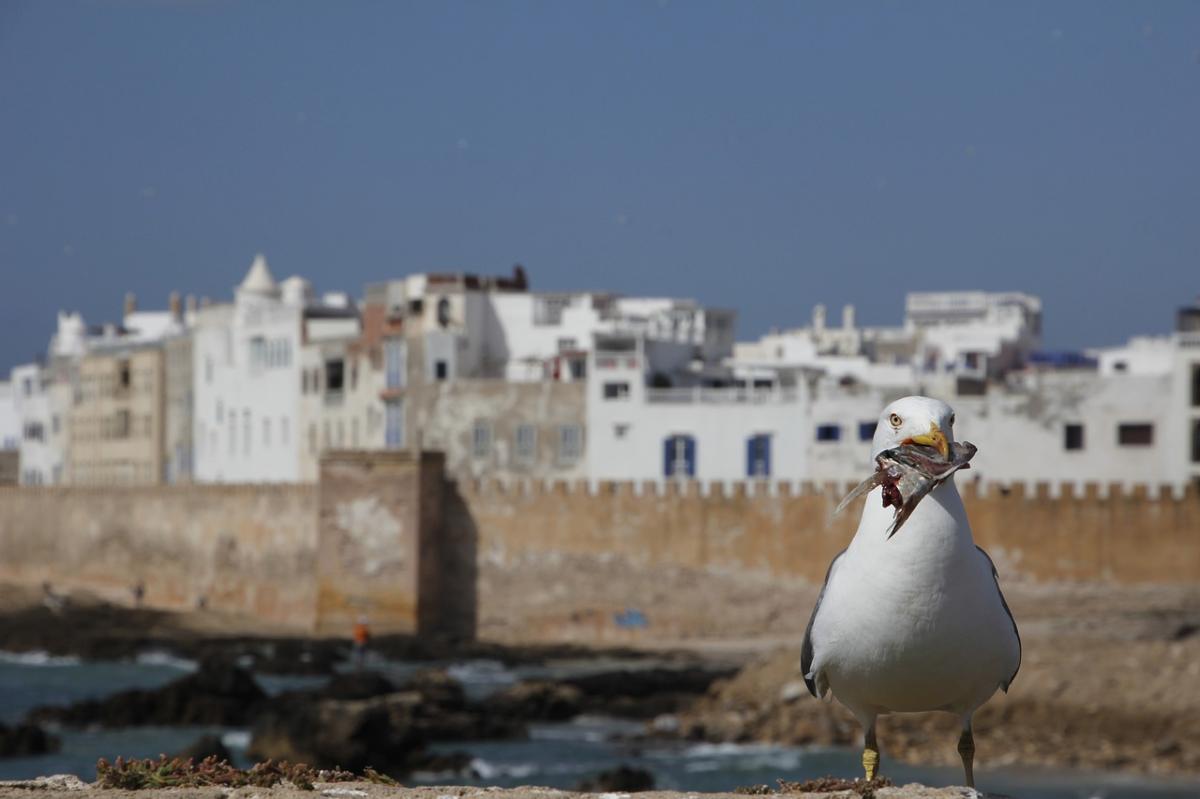 Essaouira: Moroccos Coastal Gem