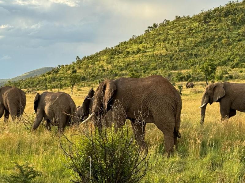 Safari In wild Nature