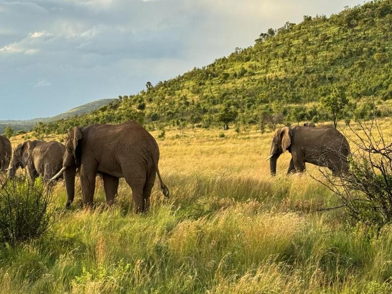 Wild Safari, South Africa